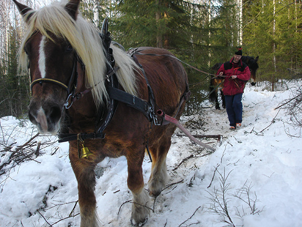 driving with horse